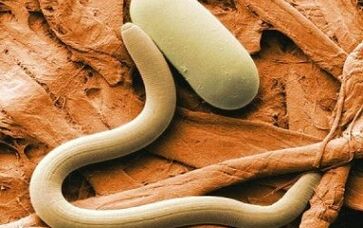 Aarte vu Kontaktparasiten am mënschleche Kierper