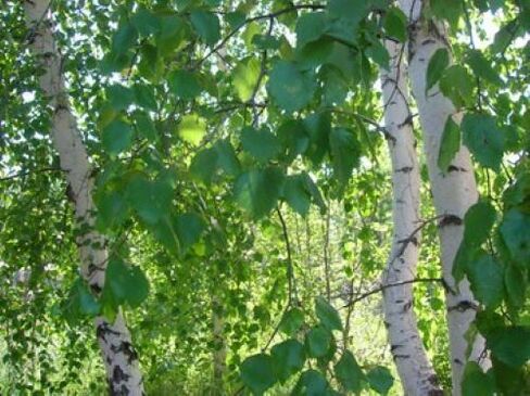 Birch Blat vu Parasiten am mënschleche Kierper
