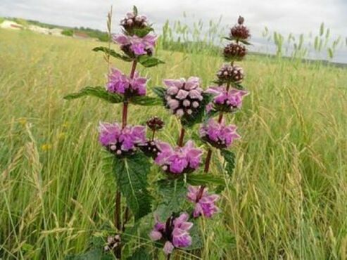 Eisenäerz Planz aus Parasiten am Kierper