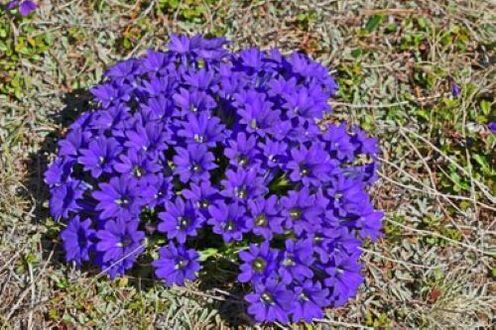 Féiwer Wuerzel vu Parasiten am Kierper