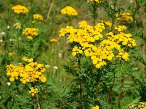 Tansy vu Parasiten am mënschleche Kierper