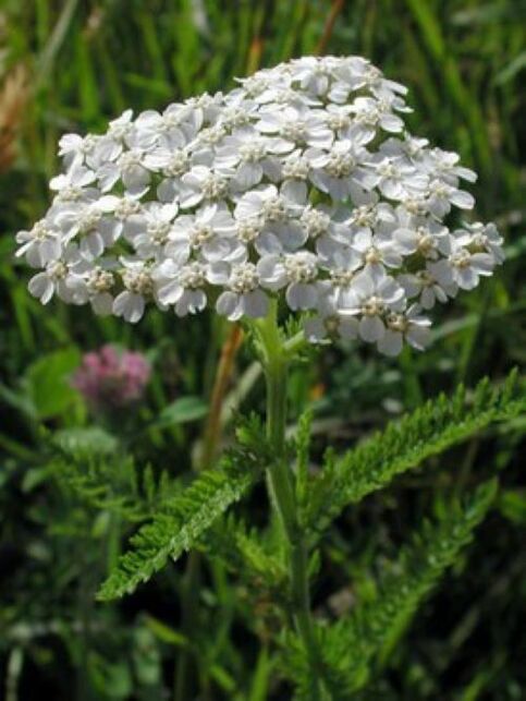 Yarrow géint Parasiten am Kierper