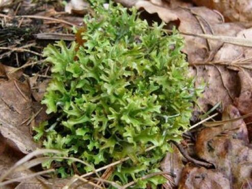 cetraria vu Parasiten am Kierper