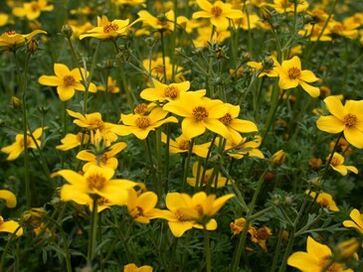 eng Rei vu Parasiten am Kierper