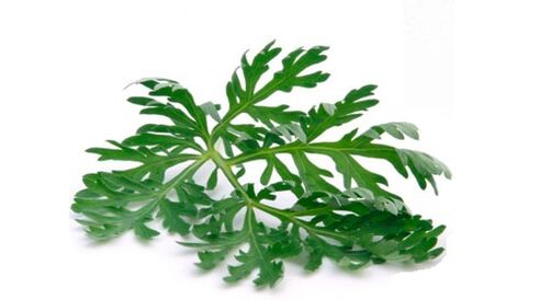 Wormwood fir Parasiten aus dem Kierper ze entfernen