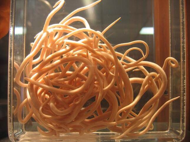 Ronnwürmer sinn Würmer, déi zu der Klass vun Nematoden gehéieren. 