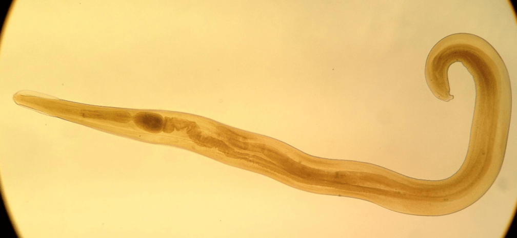 Pinworm ass e gemeinsame Parasit bei Kanner. 